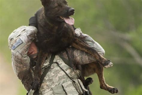 11 Steps To Turning A Puppy Into A Badass Military Working Dog Military Com 11 Steps To Turning A Puppy Into A Badass Military Working Dog Military Com