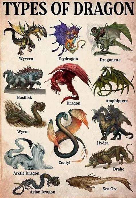 13 Types Of Dragons Discover Their Unique Traits Infographic Website