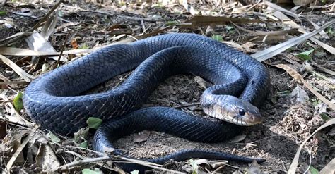 8 Black Snakes In Texas One Is Venomous A Z Animals