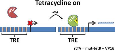 Addgene Tetracycline Inducible Expression