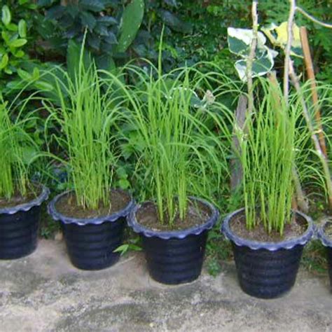 Amazon Com 2 Lemon Grass Live Plants For Outdoor Planting 10 Inc