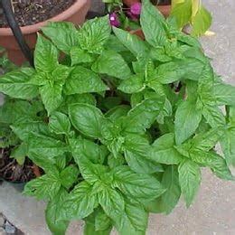 Amazon Com Organic Itailian Large Leaf Basil 1 32Oz Bulk Vegetable Seed Basil Plants Patio Lawn Garden