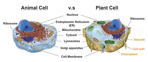 Animal Vs Plant Cell
