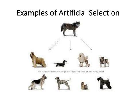 Real-Life Artificial Selection Examples That Transformed Agriculture and Pets