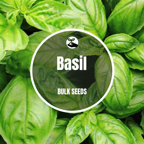 Basil Bulk Deals Simplyafricanseedcompany