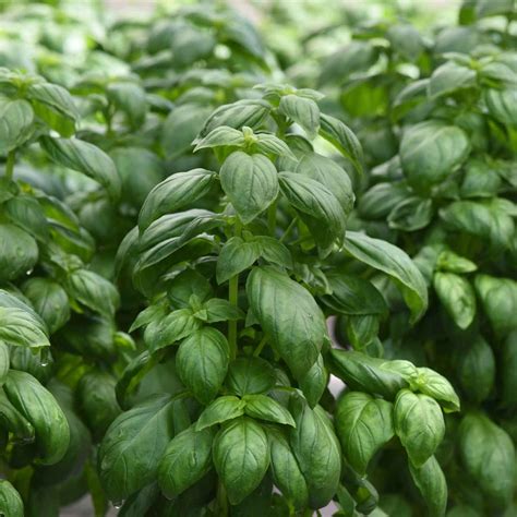 Basil In Bulk