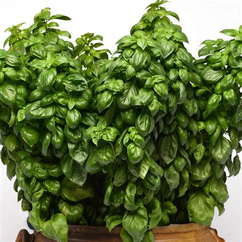 Basil Seeds Everleaf Genovese