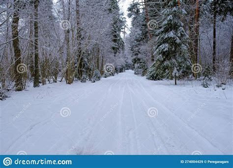 Beautiful Winter Landscape Snowy Forest Road Between Bare Trees And Beautiful Winter Landscape Snowy Forest Road Between Bare Trees And