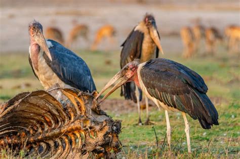 Bee Marabou Stork Secrets Unveiled