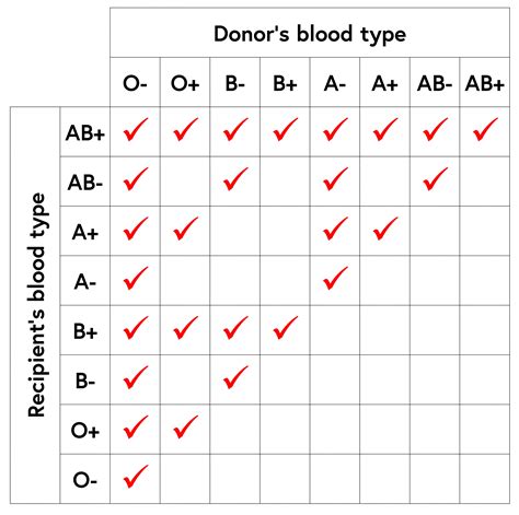 Blood Types And Compatibility