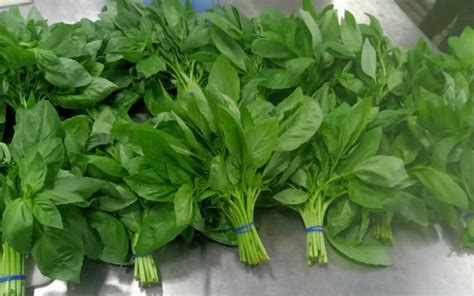 Bulk Basil Wholesale Prices Bulk Fresh Basil