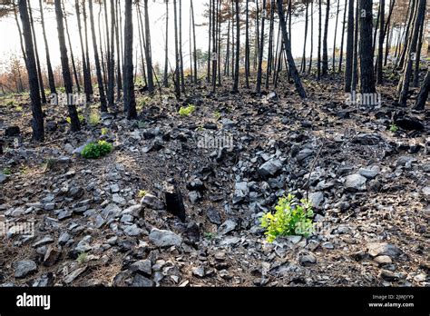 Burned Forest And A Crater From Wwi Bomb Explosion From A Bomb Hidden