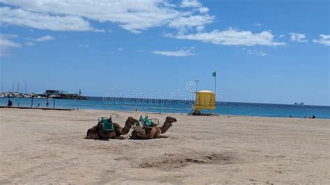 Camels Resting On A Beach In Fuerteventura Unique Coastal Scene Stock Camels Resting On A Beach In Fuerteventura Unique Coastal Scene Stock