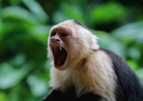 Can a Capuchin Monkey Pose Lethal Threat?