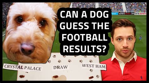 Can A Dog Predict Football Results Accumulate Youtube