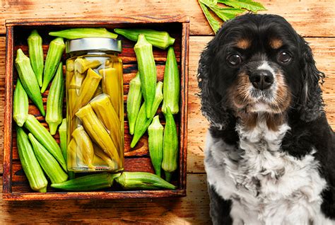 Can Dogs Eat Okra What To Know About Dogs And Okra Petsmartgo