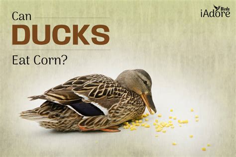 Can Ducks Eat Corn 2 Benefits Full Guide Iadorebirds