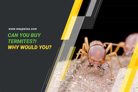 Can You Buy Termites Why Would You And What Are The Risks