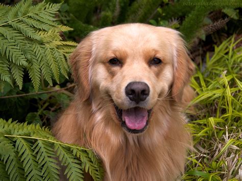 Canis Lupus Familiaris: Unraveling the Domestic Canine Mystery