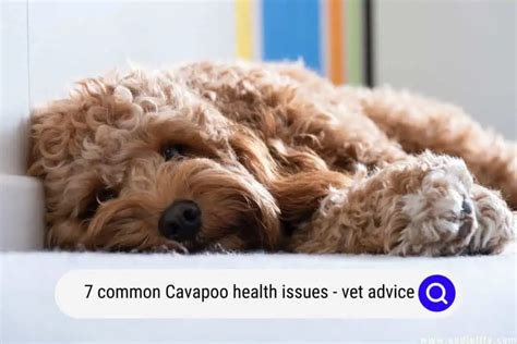 Cavapoo Health Issues