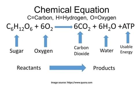 Cellular Respiration Equation Unveiled: Secrets Inside
