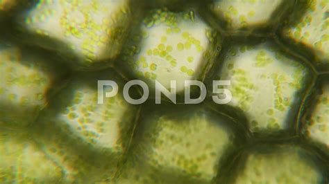 Chloroplast Under Microscope Cell Division Cell