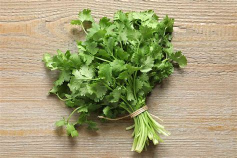 Cilantro The Divisive Herb