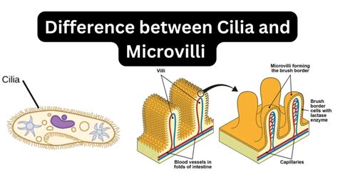 Cilia vs Microvilli: Uncovering Cell Structure Mysteries