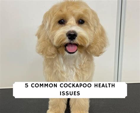 Cockapoo Health Issues