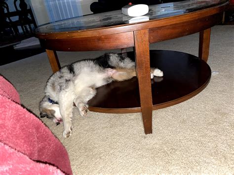 Coffee Table Naps R Puppybellies