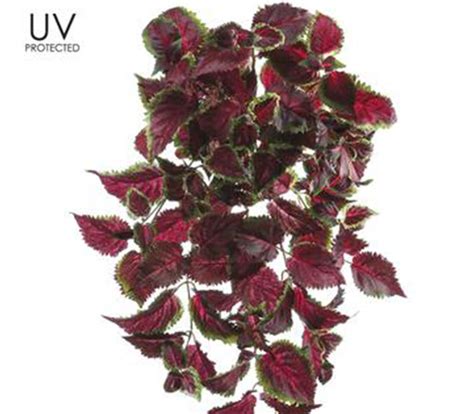 Coleus Archives Craft Warehouse