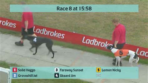 Crayford Greyhounds Races On 1St September 2023 Youtube