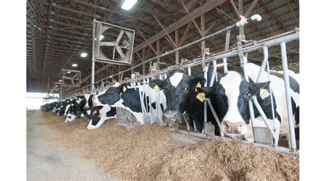 Current Slaughter Cow Prices Driven By Lean Beef Trimmings