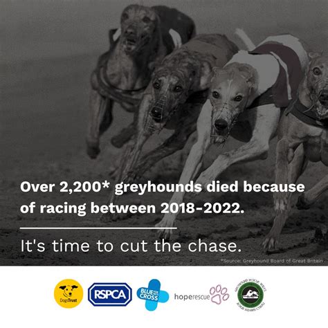 Cutthechase Dogs Trust 21 Comments