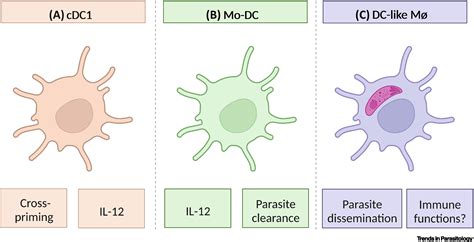 Understanding Dentritic Cell Retina: A Simple Visual Guide