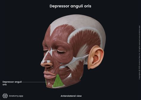 Depressor Anguli Oris: Mastering Facial Muscle Control for Perfect Expressions