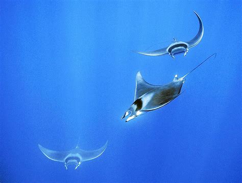 Devil Ray In Mediterranean Sea: Habitat, Behavior, And Conservation