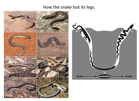 Did Snakes Have Legs