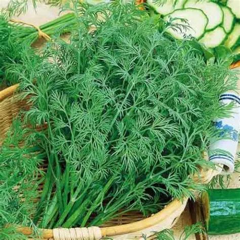 Dill Is It A Vegetable Or Herb Types And Varieties Seeds By