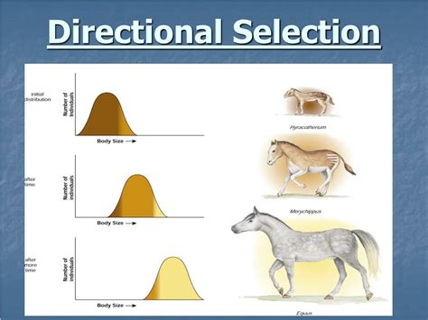 Dire Definition: Biology's Directional Selection Explained