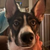 Dog Pound Fizzing Lnk Bio Link In Bio