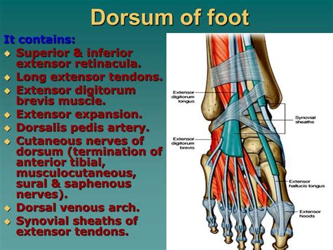 Dorsum of Foot: Hidden Pain Secrets Unveiled