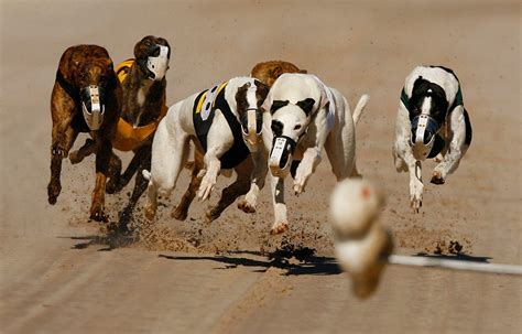 Editorial Dog Racing Faces A Ragged Finish