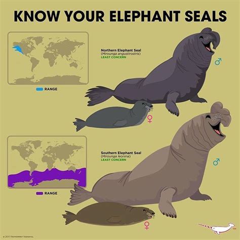 Elephant And Elephant Seal Animals Know Your Meme