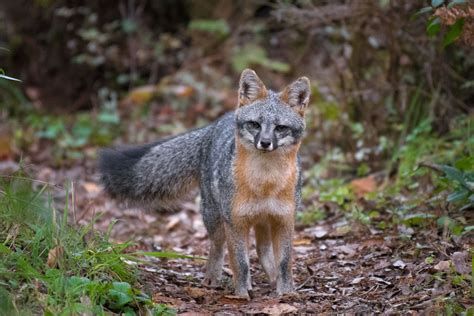 Facts About Native Gray Fox 101 Highland Lakes Facts About Native Gray Fox 101 Highland Lakes