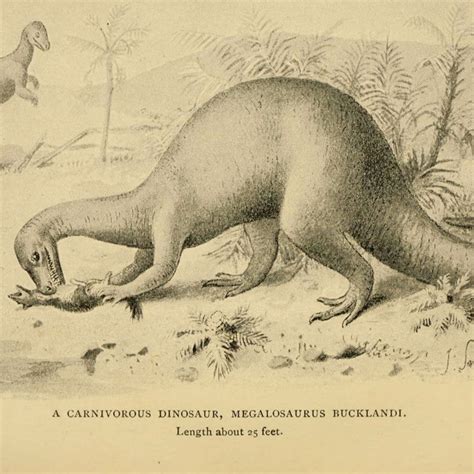 First Dinosaur Fossil