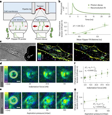 Flipper Tr Imaging During Fluidfm Stimulation Quantifies Tension