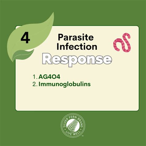 Floating Smelly Oily Fatty Stools Gut Health Digestive Enzymes Silver Fern Brand