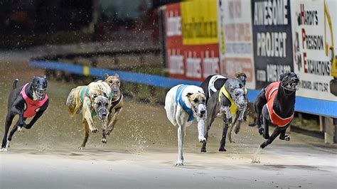 Free Greyhound Racing Tips Australia Nz Racenet