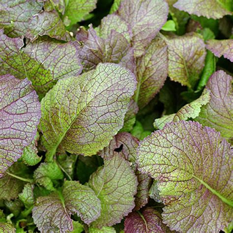 Frozen Seed Capsules Japanese Giant Mvr1 Red Mustard Greens Grow